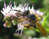 Philanthus triangulum